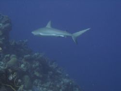 Reef Shark in the Turks & Caicos with Canon SD700 by Sheryl Checkman 